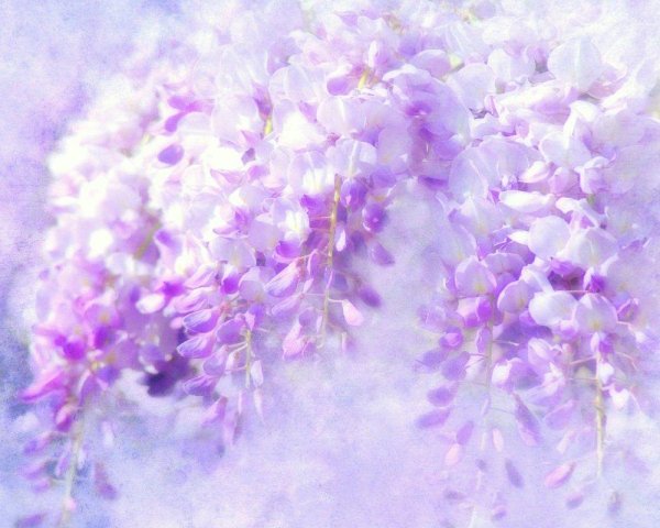 цветок глициния