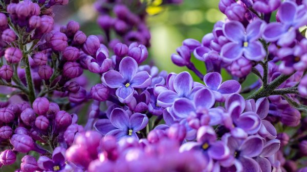 сирень сирень