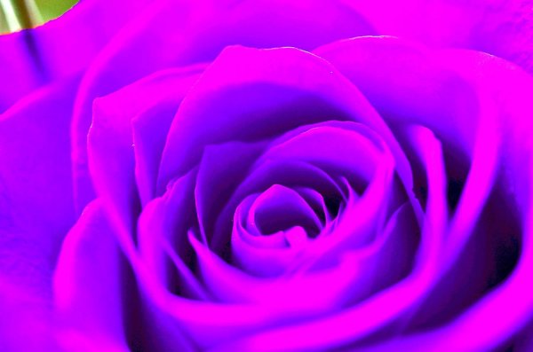 фиолетовая цвет