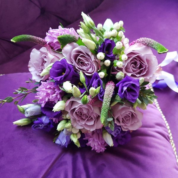 берцелия сиреневая