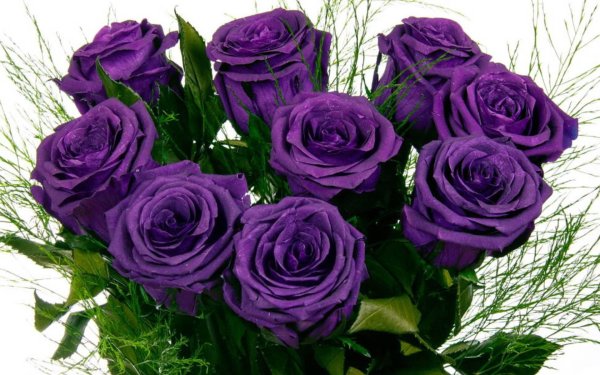 роза перпл иришка