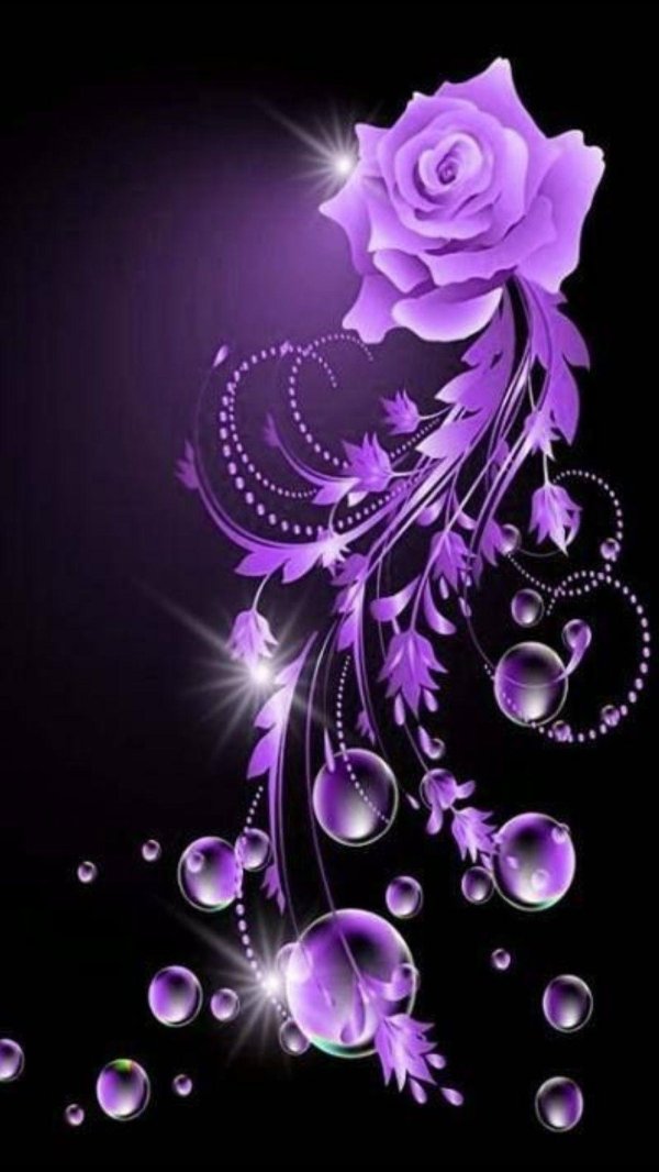 роза сиреневая