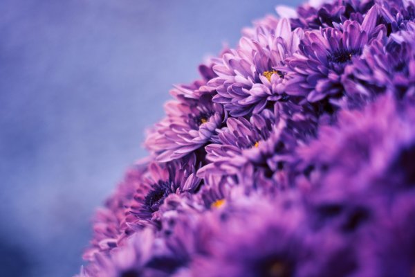 лавандовые хризантемы
