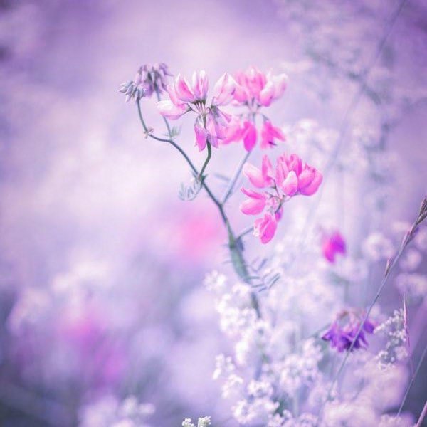 нежные цветочки