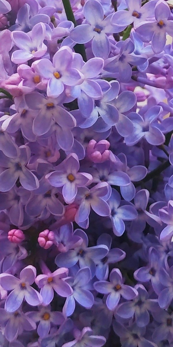 сирень обыкновенная сенсейшн