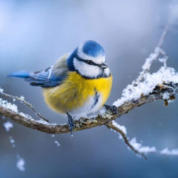 Зима и птицы