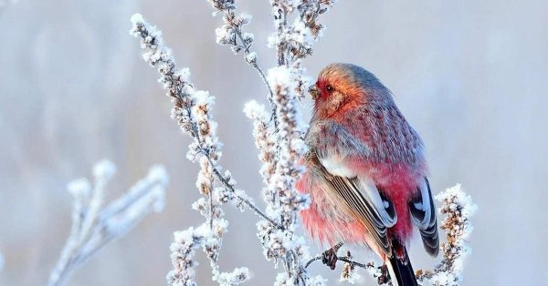 Зима и птицы