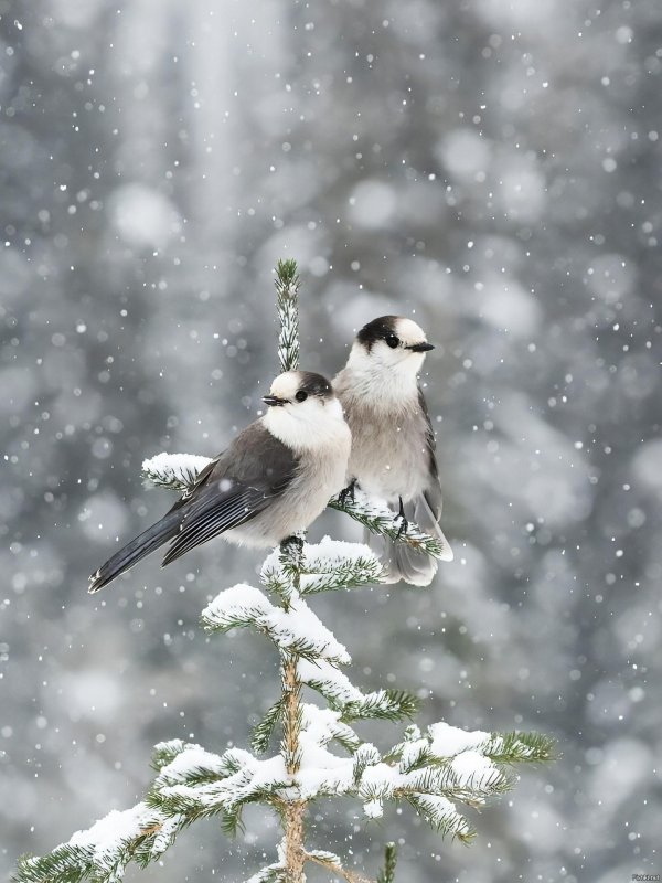 Зима и птицы