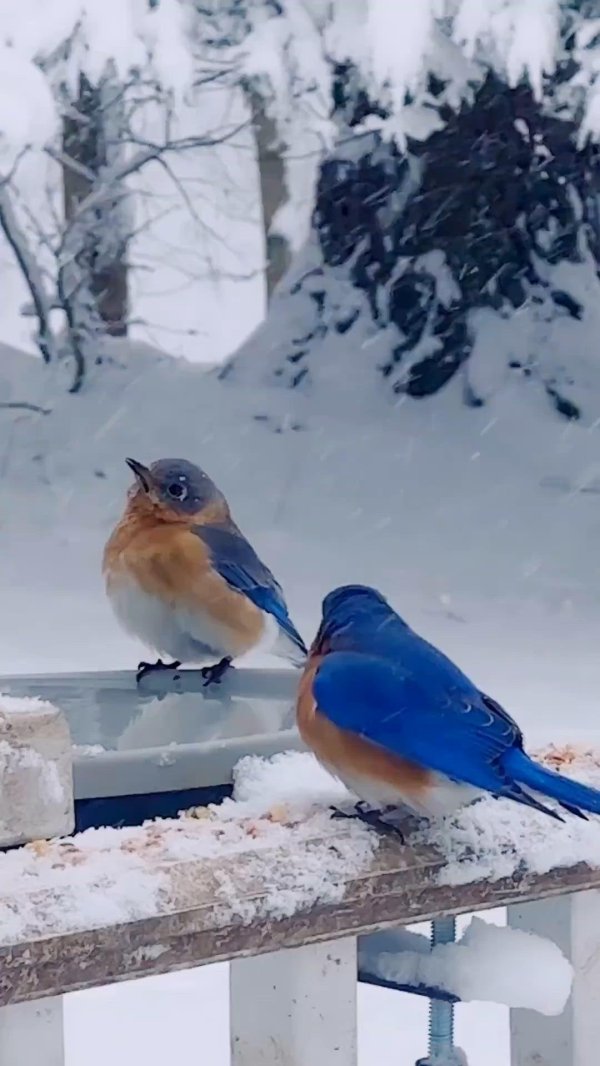 Зима и птицы