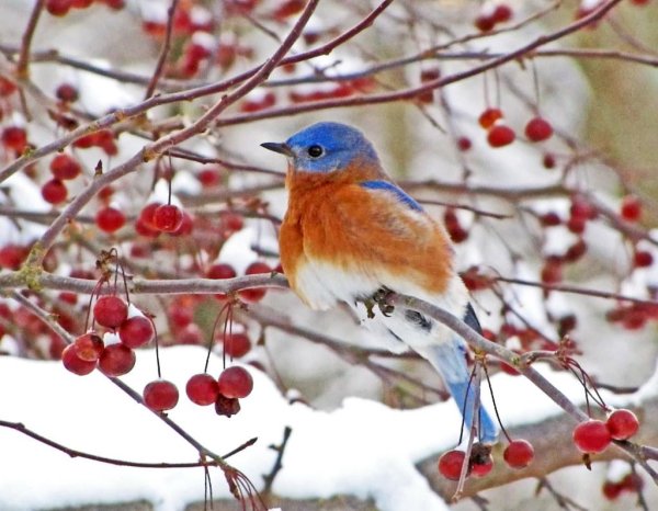 Зима и птицы