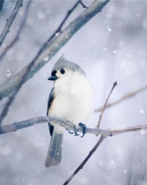 Зима и птицы