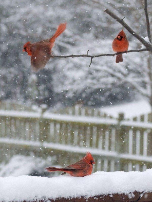 Зима и птицы