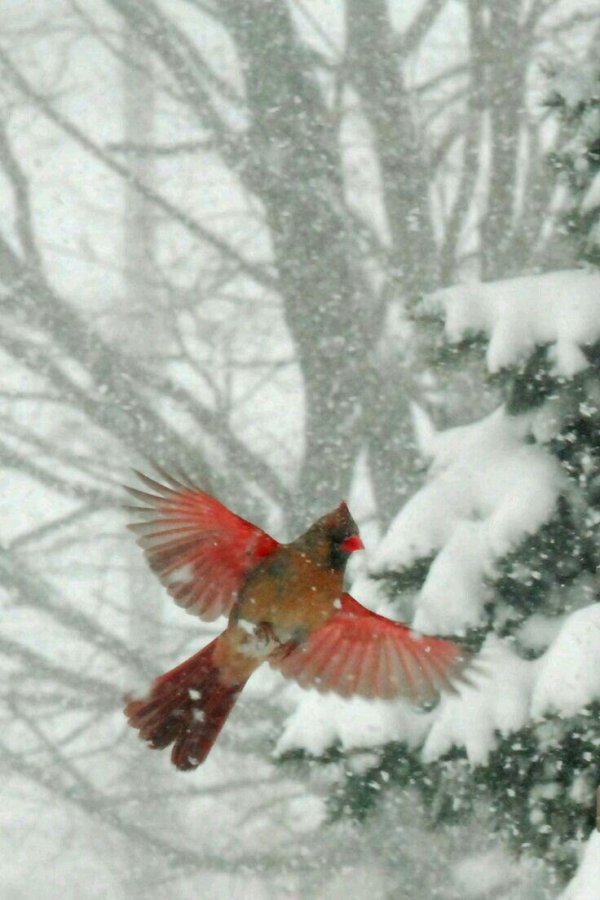 Зима и птицы