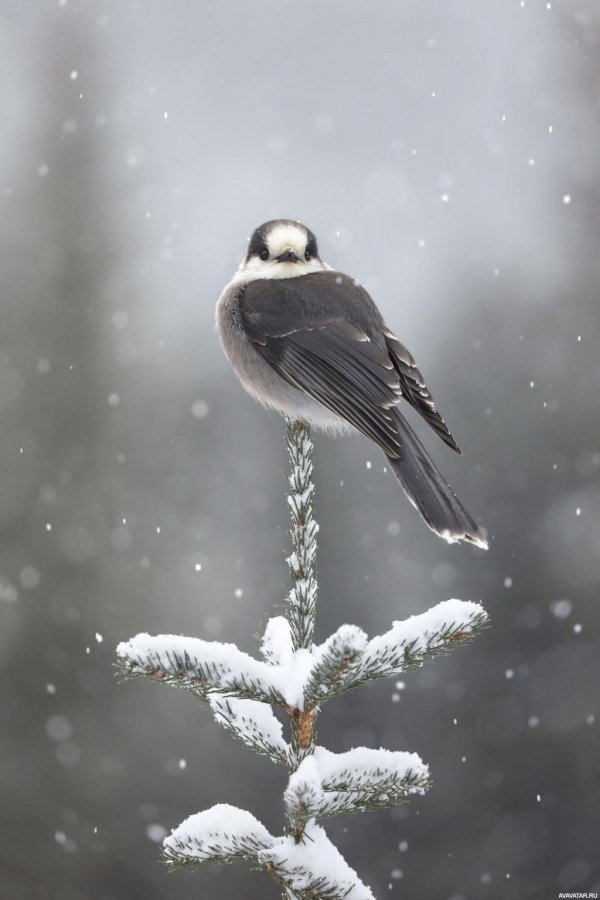 Зима и птицы