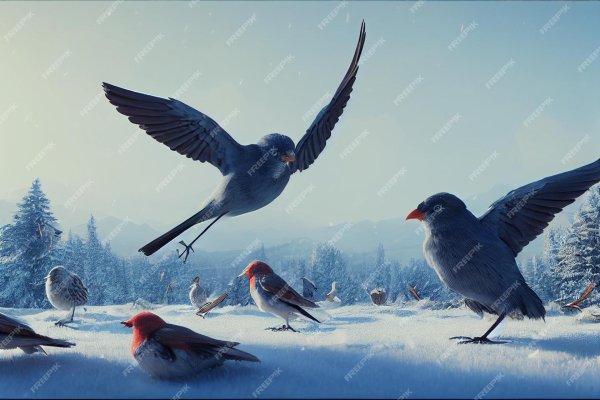 Зима и птицы