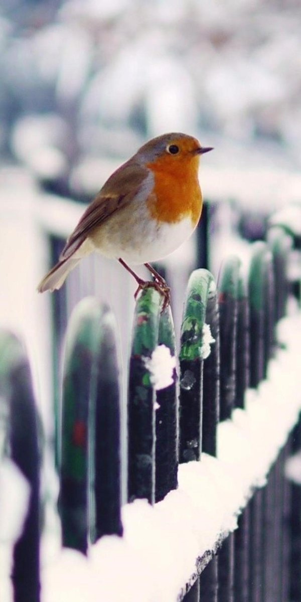 Зима и птицы