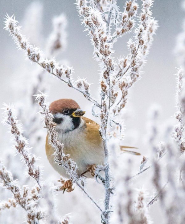 Зима и птицы