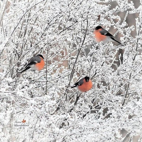 Зима и птицы