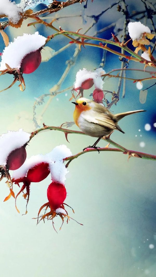 Зима и птицы