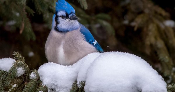 Зима и птицы