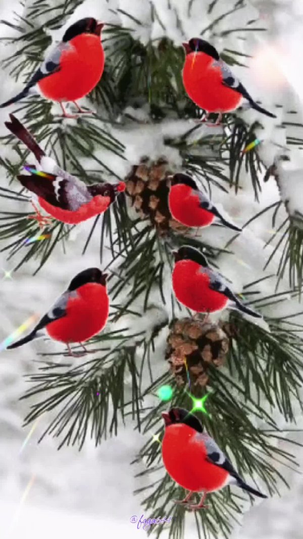 Зима и птицы