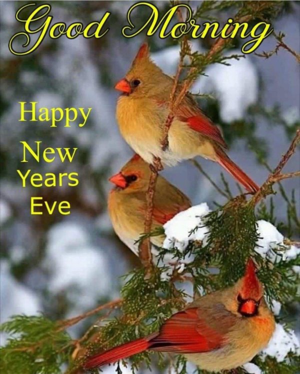 Зима и птицы