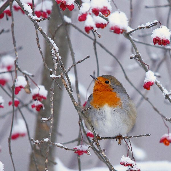 Зима и птицы