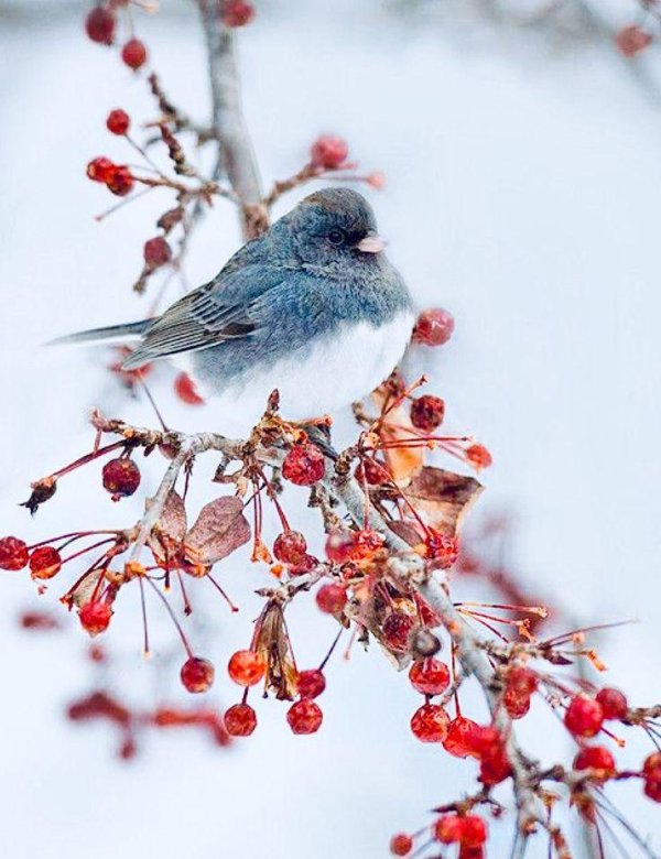 Зима и птицы