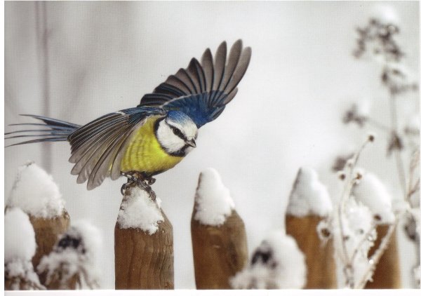 Зима и птицы