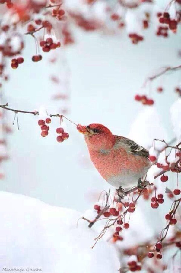 Зима и птицы