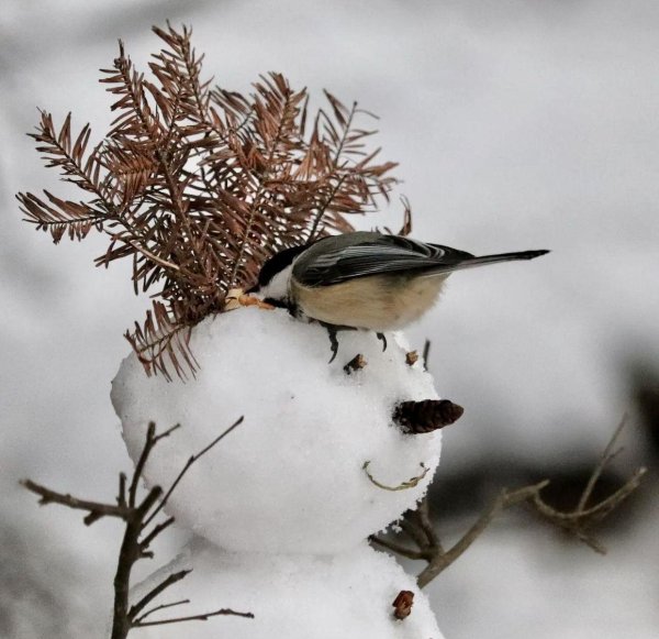 Зима и птицы