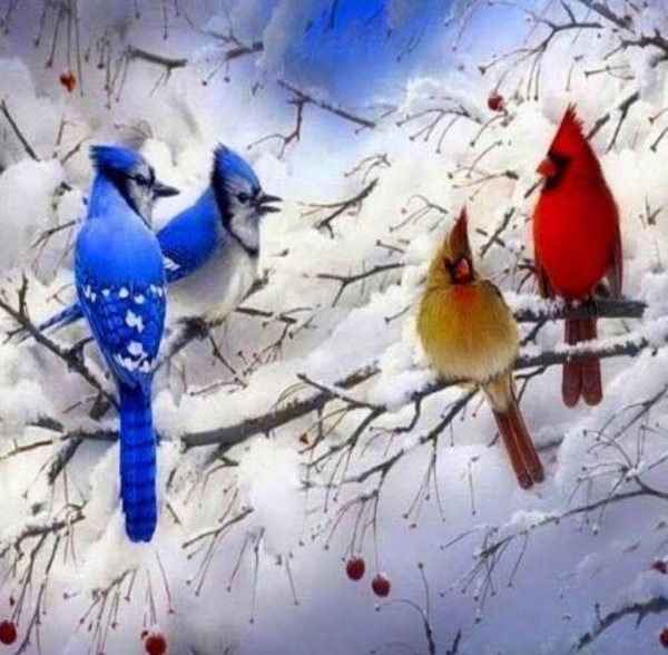Зима и птицы