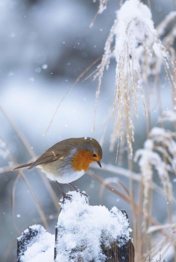 Зима и птицы