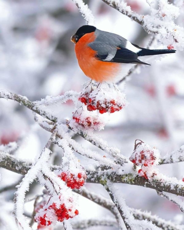 Зима и птицы