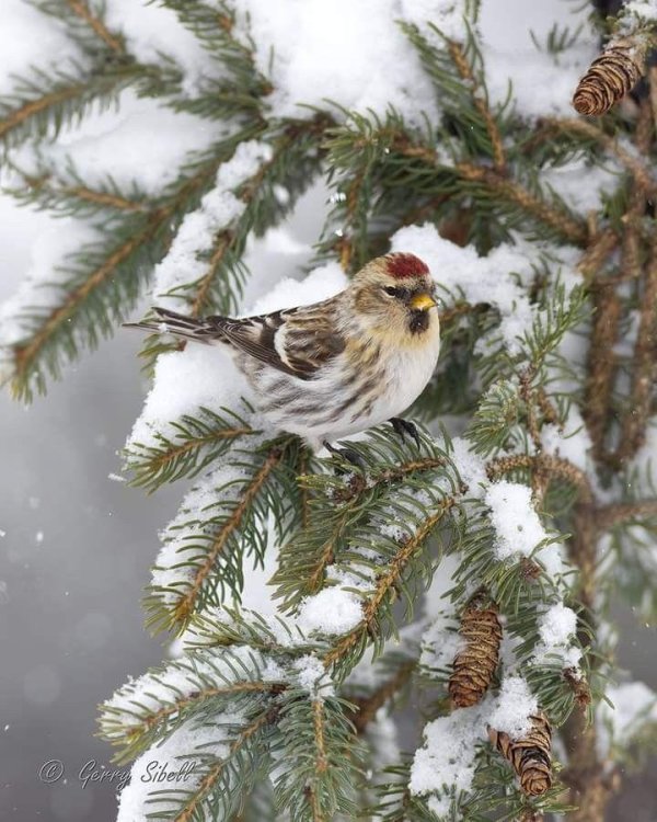 Зима и птицы