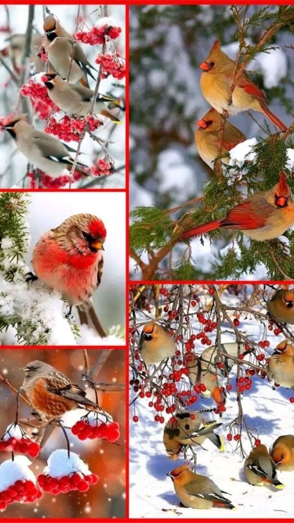 Зима и птицы