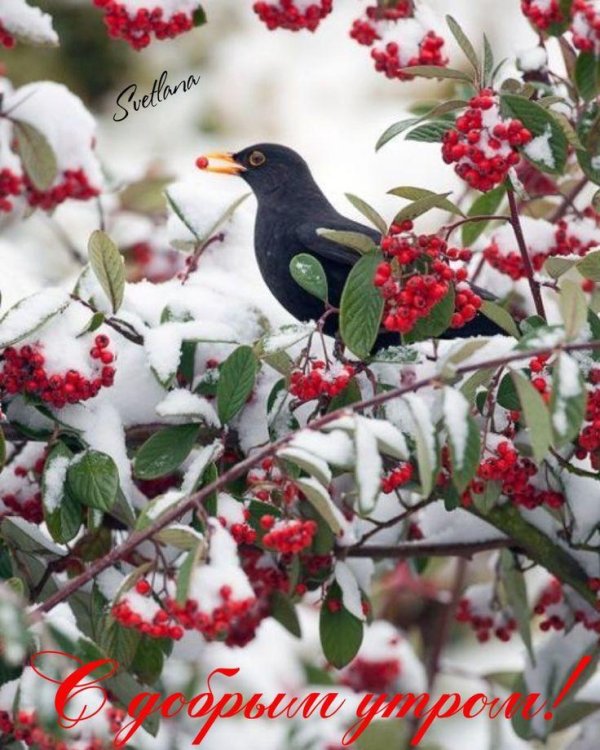 Зима и птицы