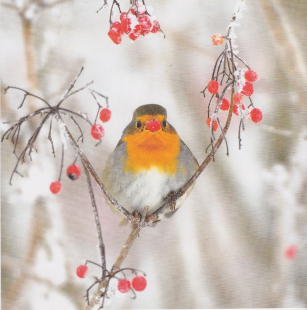 Зима и птицы