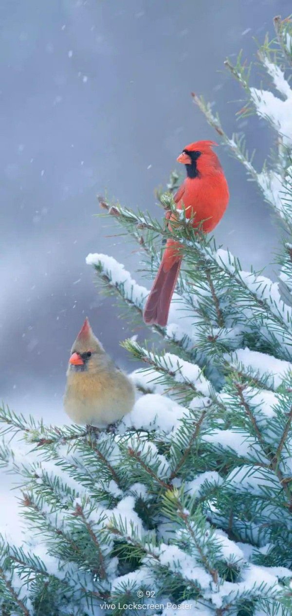 Зима и птицы