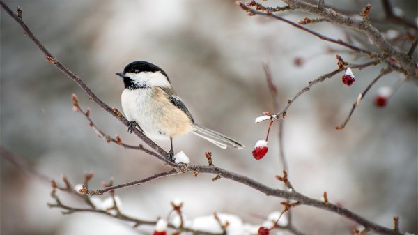 Зима и птицы