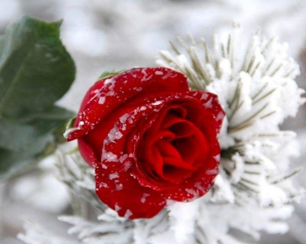 Зима и розы