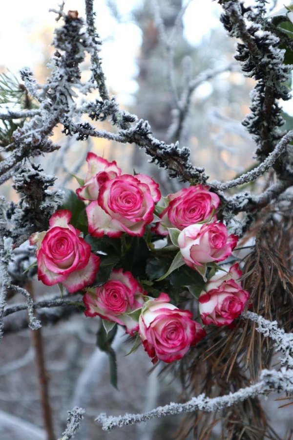 Зима и розы