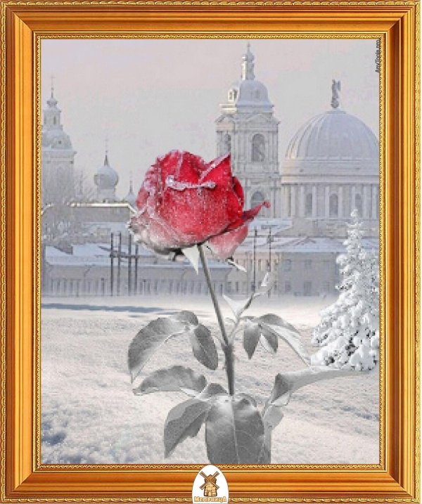 Зима и розы