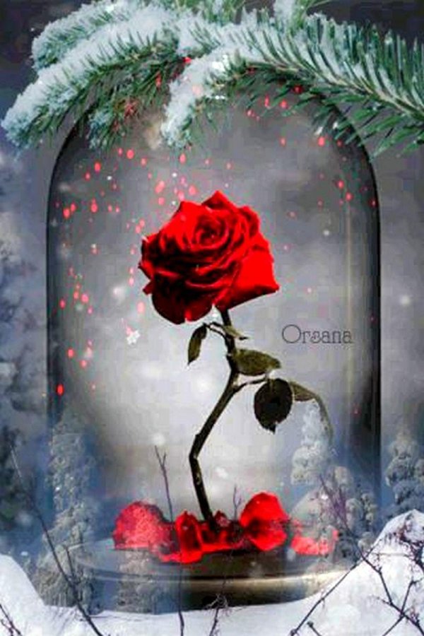 Зима и розы