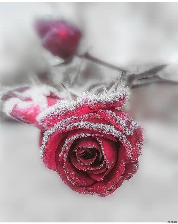 Зима и розы