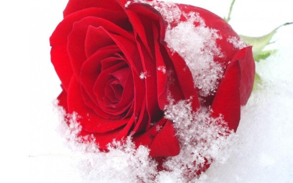 Зима и розы