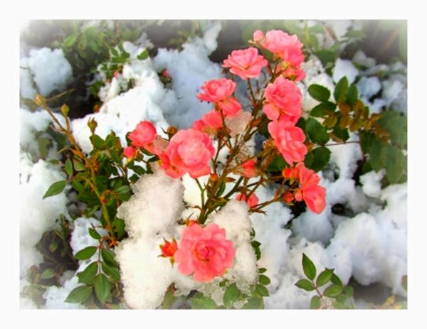 Зима и розы