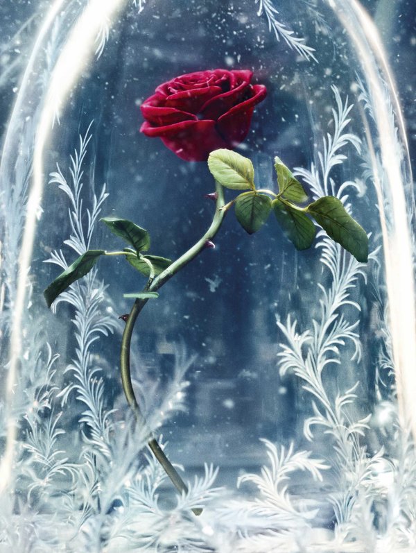 Зима и розы