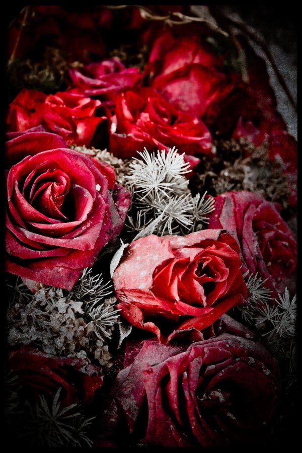 Зима и розы