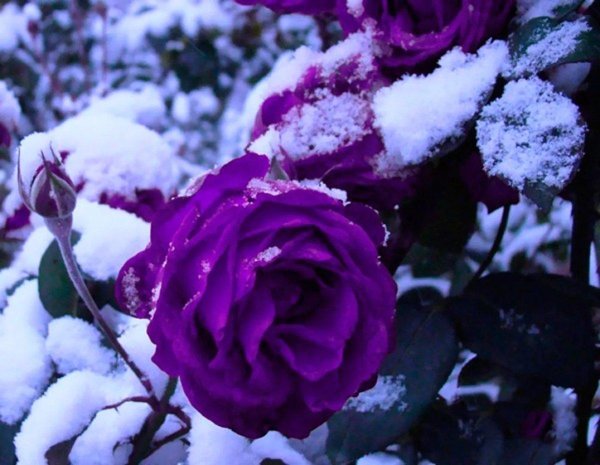 Зима и розы